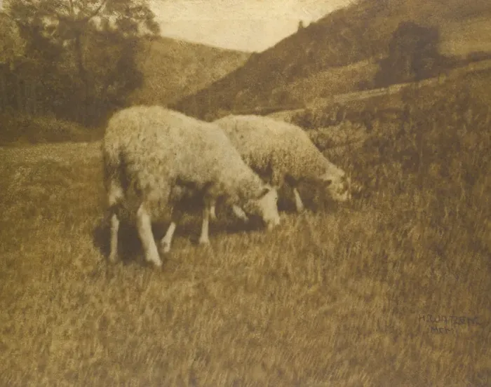 Framed Print : Sheep, 1901. Creator: Professor Hans Watzek Framed Print : Sheep, 1901. Creator: Professor Hans Watzek