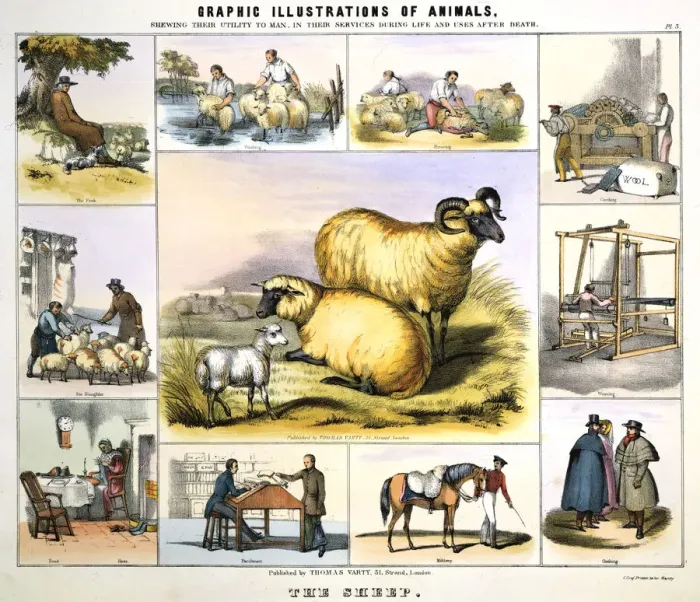 Framed Print : The Sheep, c1850. Artist: Day & Haghe Framed Print : The Sheep, c1850. Artist: Day & Haghe
