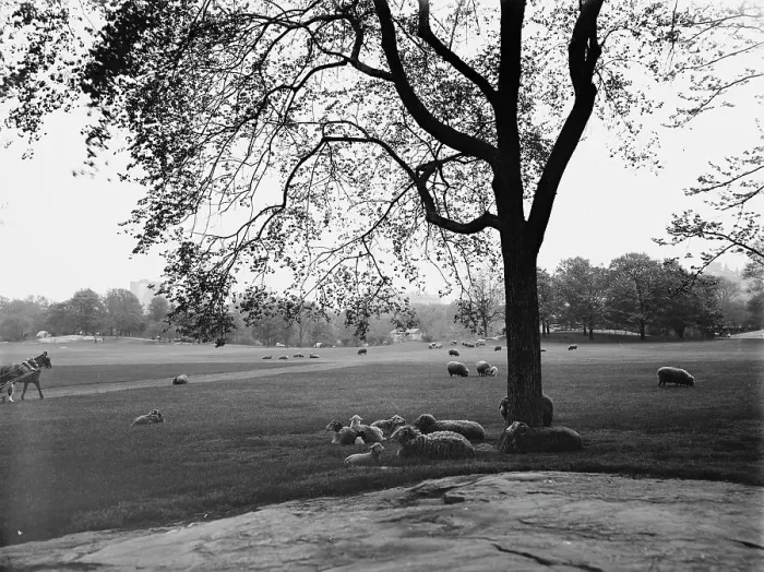 Framed Print : Sheep in Central Park, New York, between 1900 and 1906. Creator: Unknown
