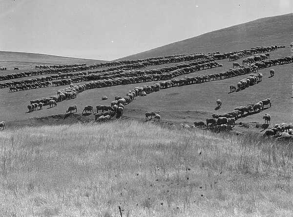 Sheep grazing, California, 1936. Creator: Dorothea Lange