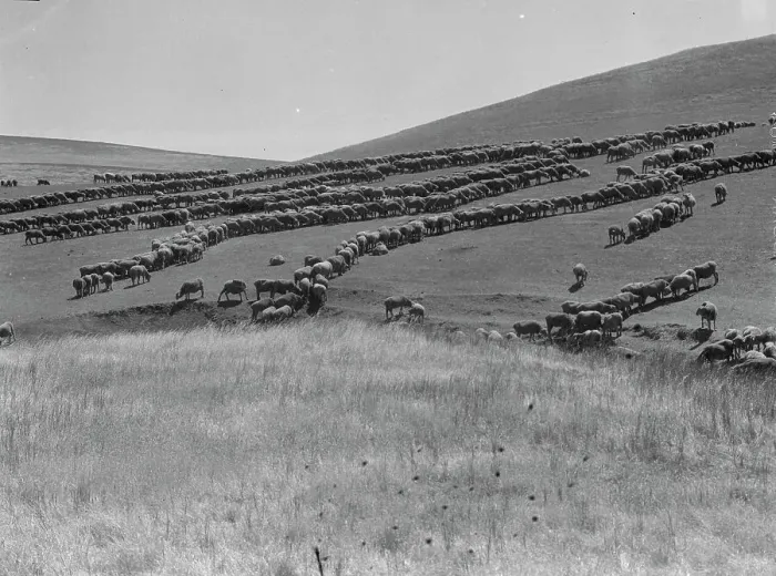 Framed Print : Sheep grazing, California, 1936. Creator: Dorothea Lange Framed Print : Sheep grazing, California, 1936. Creator: Dorothea Lange