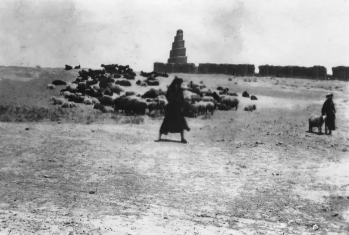 Framed Print : Sheep grazing outside Samarra, Mesopotamia, 1918 Framed Print : Sheep grazing outside Samarra, Mesopotamia, 1918