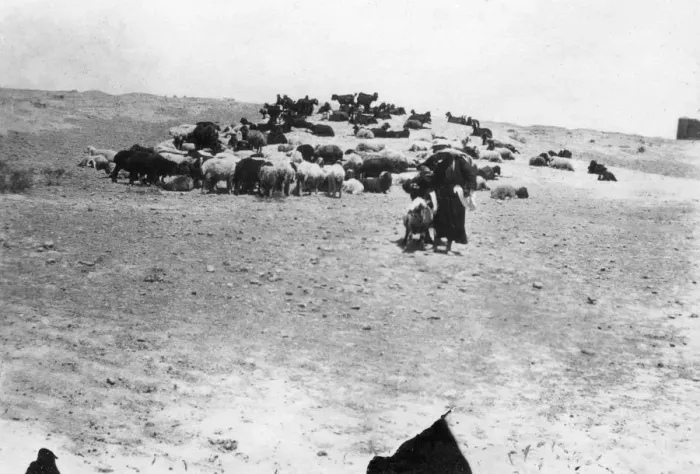 Framed Print : Sheep grazing outside Samarra, Mesopotamia, 1918 Framed Print : Sheep grazing outside Samarra, Mesopotamia, 1918