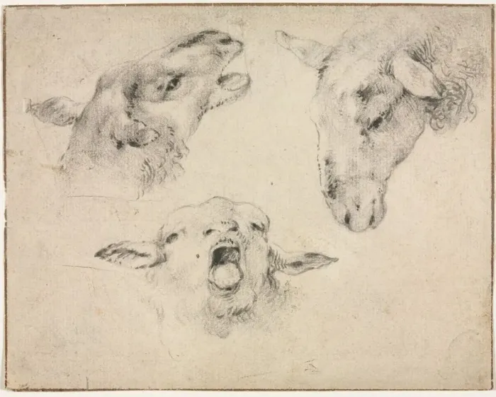 Framed Print : Sheep Heads, second or third quarter 1800s. Creator: Wouter Verschuur (Dutch, 1812-1874) Framed Print : Sheep Heads, second or third quarter 1800s. Creator: Wouter Verschuur (Dutch, 1812-1874)