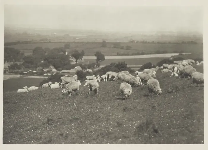 Framed Print : Sheep on hillside. From the album: Photograph album - England, 1920s. Creator: Harry Moult Framed Print : Sheep on hillside. From the album: Photograph album - England, 1920s. Creator: Harry Moult