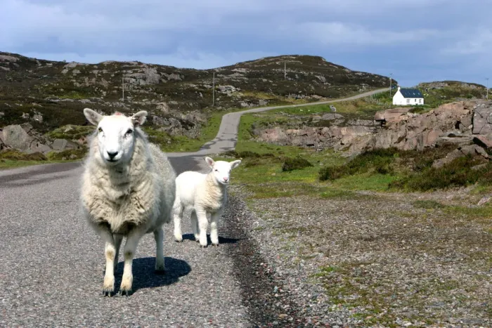 Framed Print : Sheep and lamb, Applecross Peninsula, Highland, Scotland Framed Print : Sheep and lamb, Applecross Peninsula, Highland, Scotland