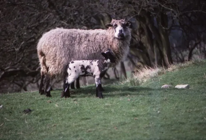 Framed Print : Sheep and Lambs in April, Wharfedale, Yorkshire, 20th century. Artist: CM Dixon Framed Print : Sheep and Lambs in April, Wharfedale, Yorkshire, 20th century. Artist: CM Dixon