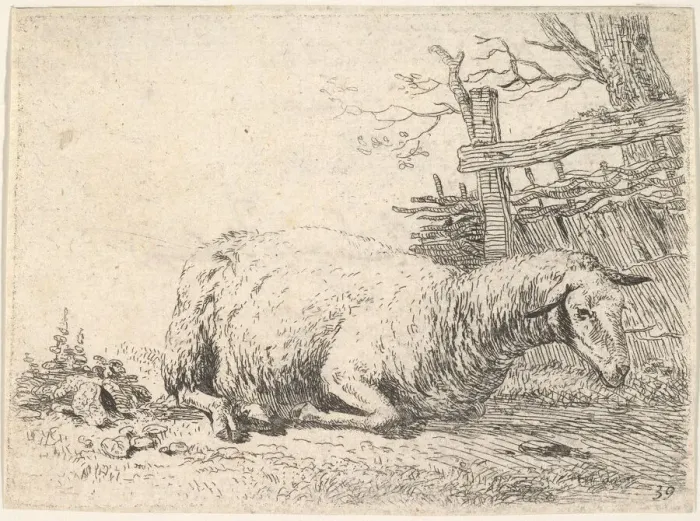 Framed Print : A sheep lying with its legs folded underneath its body next to a wooden fence, the she Framed Print : A sheep lying with its legs folded underneath its body next to a wooden fence, the she