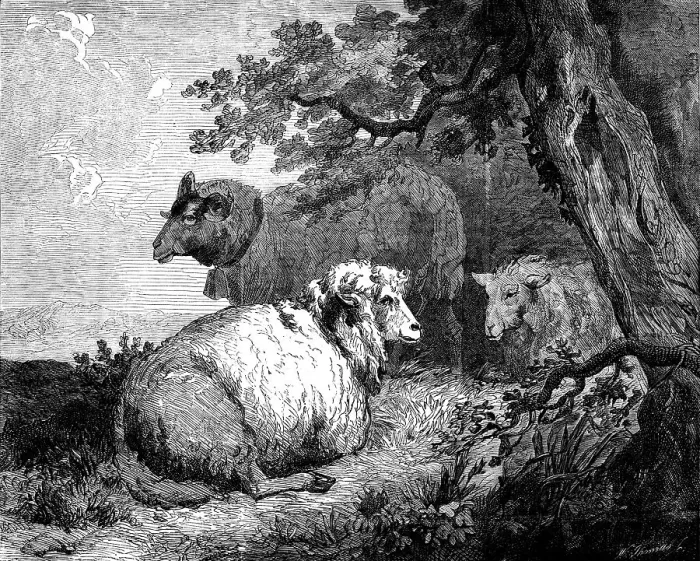 Framed Print : Sheep, by Morland, in the International Exhibition, 1862. Creator: W Thomas. Sheep, by Morland, in the International Exhibition, 1862. Creator: W Thomas Framed Print : Sheep, by Morland, in the International Exhibition, 1862. Creator: W Thomas. Sheep, by Morland, in the International Exhibition, 1862. Creator: W Thomas
