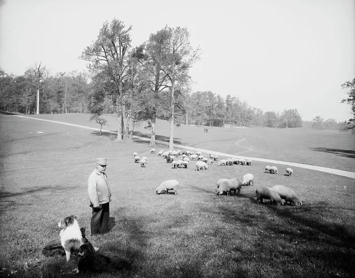 Framed Print : Sheep in Prospect Park, Brooklyn, N.Y. between 1900 and 1905. Creator: Unknown Framed Print : Sheep in Prospect Park, Brooklyn, N.Y. between 1900 and 1905. Creator: Unknown