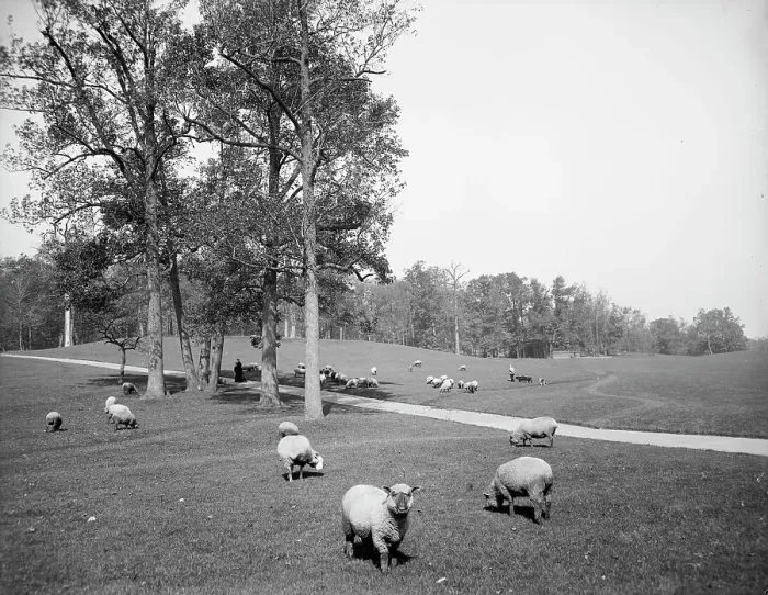 Framed Print : Sheep in Prospect Park, Brooklyn, N.Y. between 1900 and 1905. Creator: Unknown Framed Print : Sheep in Prospect Park, Brooklyn, N.Y. between 1900 and 1905. Creator: Unknown