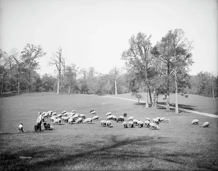 Framed Print : Sheep in Prospect Park, Brooklyn, N.Y. between 1900 and 1905. Creator: Unknown Framed Print : Sheep in Prospect Park, Brooklyn, N.Y. between 1900 and 1905. Creator: Unknown