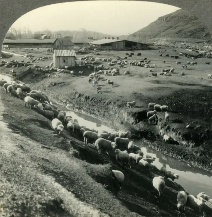 Framed Print : A Sheep Ranch in the Northwest Country - Idaho, c1930s. Creator: Unknown Framed Print : A Sheep Ranch in the Northwest Country - Idaho, c1930s. Creator: Unknown