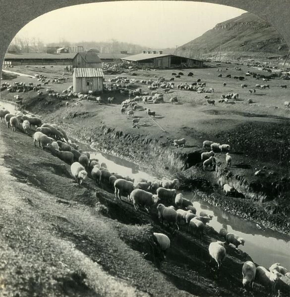 A Sheep Ranch in the Northwest Country - Idaho, c1930s. Creator: Unknown