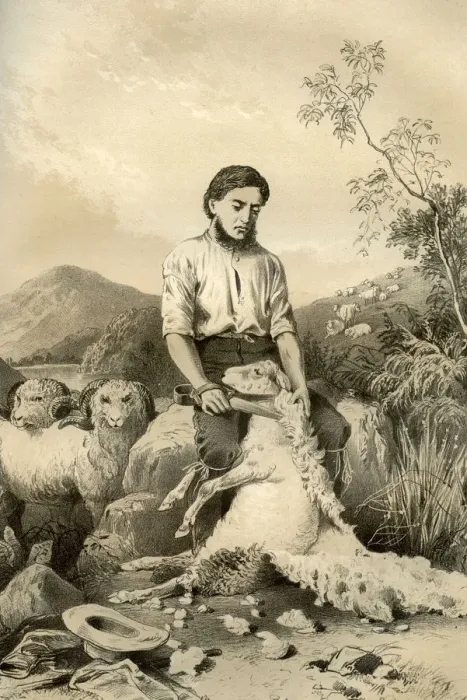 Framed Print : Sheep shearing, 1879. Artist: McFarlane and Erskine Framed Print : Sheep shearing, 1879. Artist: McFarlane and Erskine