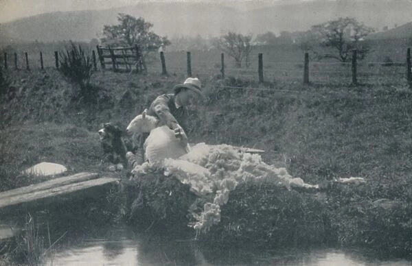 Sheep Shearing, 1910. Artist: C Reid