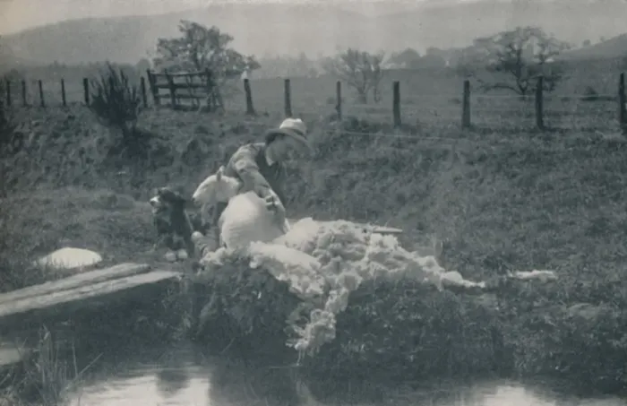 Framed Print : Sheep Shearing, 1910. Artist: C Reid Framed Print : Sheep Shearing, 1910. Artist: C Reid