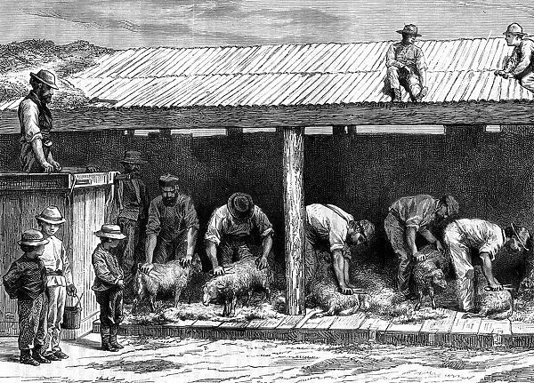 Sheep shearing, Australia, 1886. Artist: A Sirouy