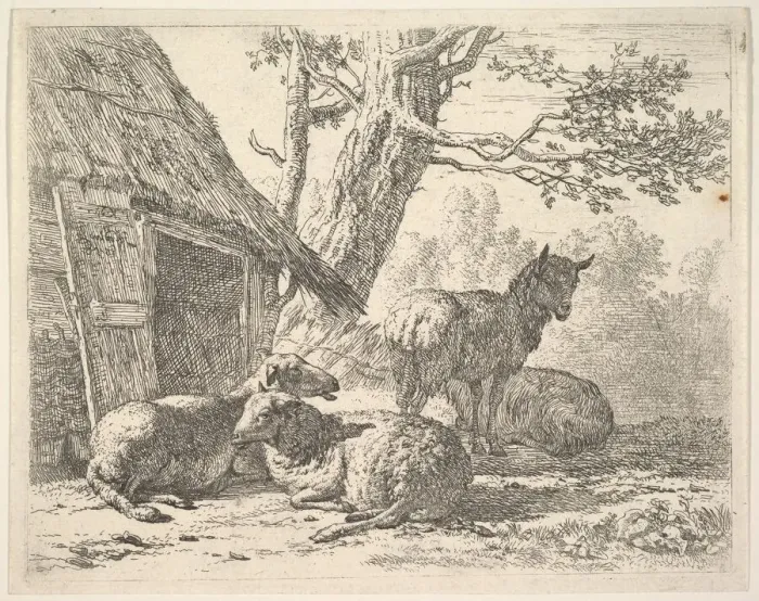 Framed Print : Four sheep, one sheep stands among three others lying on the ground next to a shed with Framed Print : Four sheep, one sheep stands among three others lying on the ground next to a shed with