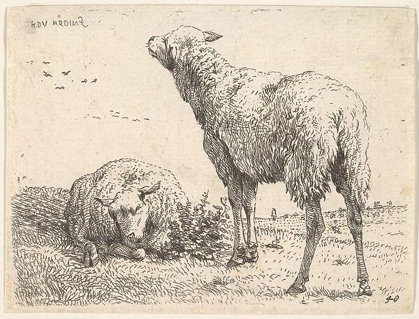 Two sheep, one shown frontally in a reclining position with its legs folded underneath