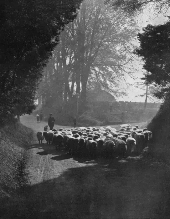 Framed Print : Sheep on the way to the Wilton Sheep Fair, Wilton, Wiltshire, 1924-1926. Artist: Charles E Brown Framed Print : Sheep on the way to the Wilton Sheep Fair, Wilton, Wiltshire, 1924-1926. Artist: Charles E Brown