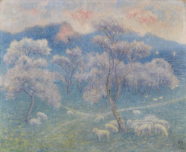 Sheeps and almond blossoms