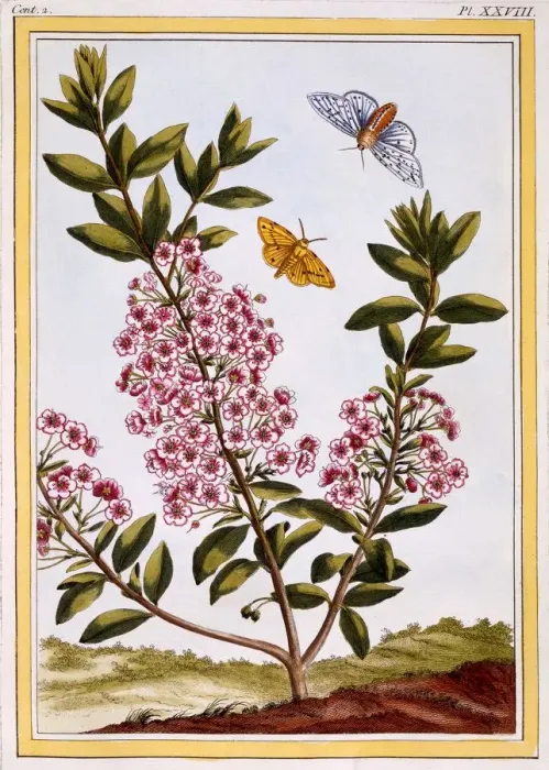 Framed Print : Sheeps Laurel (Kalmia augustifolia), pub. 1776. Creator: Pierre Joseph Buchoz (1731-1807) Framed Print : Sheeps Laurel (Kalmia augustifolia), pub. 1776. Creator: Pierre Joseph Buchoz (1731-1807)