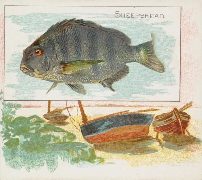 Framed Print : Sheepshead, from Fish from American Waters series (N39) for Allen & Ginter Cigarettes Framed Print : Sheepshead, from Fish from American Waters series (N39) for Allen & Ginter Cigarettes