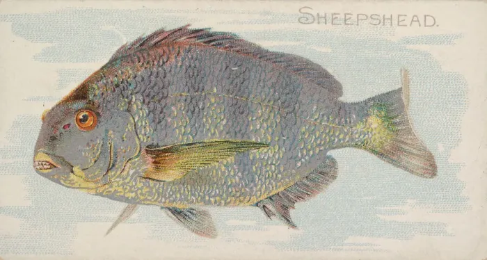 Framed Print : Sheepshead, from the Fish from American Waters series (N8) for Allen & Framed Print : Sheepshead, from the Fish from American Waters series (N8) for Allen &