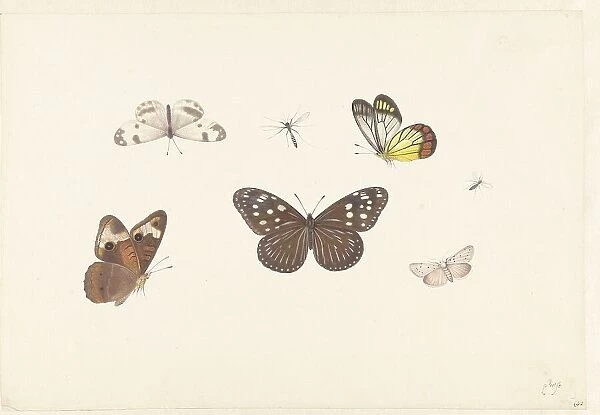 Sheet with five butterflies and two flies, c.1674-c.1692. Creator: Pieter Withoos