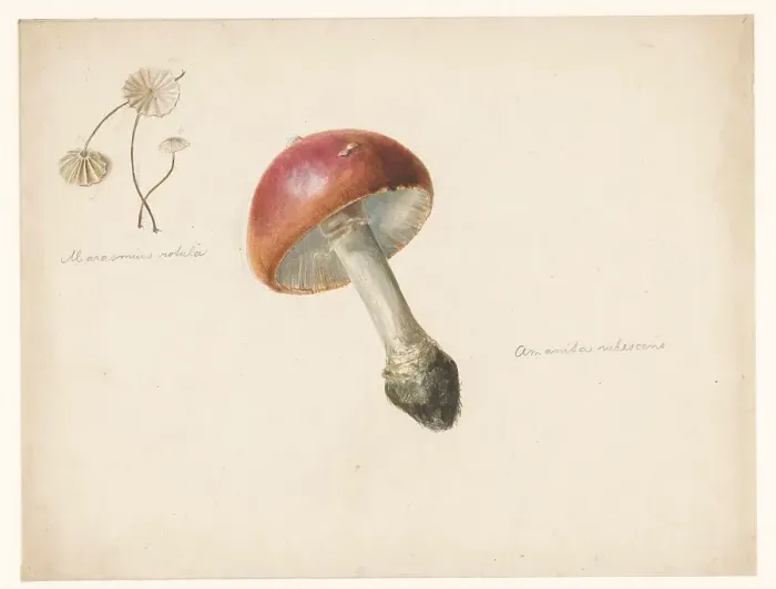 Framed Print : Sheet of mushroom studies, the Amanita Rubescens and the Marasmius Rotula, 1824-1900. Creator: Albertus Steenbergen Framed Print : Sheet of mushroom studies, the Amanita Rubescens and the Marasmius Rotula, 1824-1900. Creator: Albertus Steenbergen