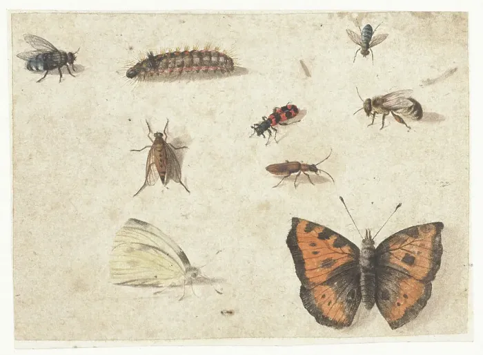 Framed Print : Sheet of Studies of Nine Insects, c.1653-c.1661. Creator: Jan van Kessel