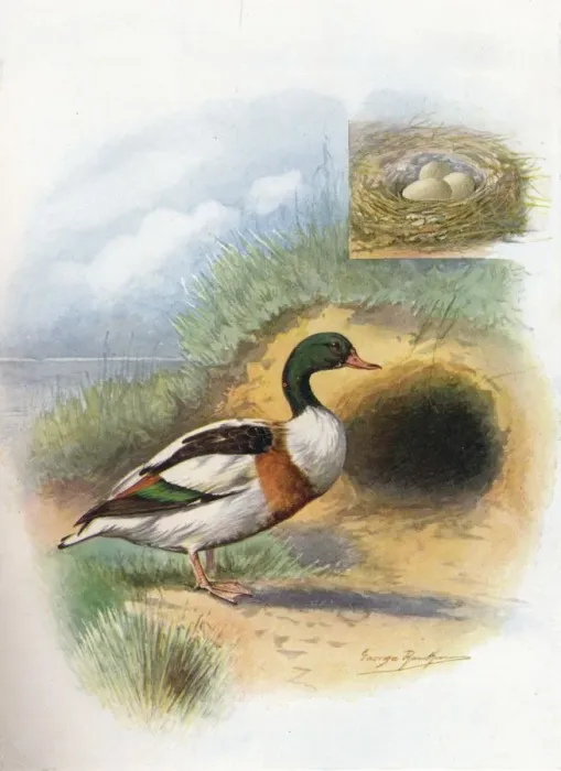 Framed Print : Sheld-Duck or Sheldrake - Tador na cornu ta, c1910, (1910). Artist: George James Rankin Framed Print : Sheld-Duck or Sheldrake - Tador na cornu ta, c1910, (1910). Artist: George James Rankin