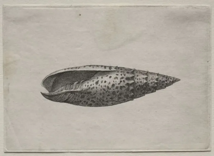 Framed Print : Shells: Mitra papalis L, c. 1640s. Creator: Wenceslaus Hollar (Bohemian, 1607-1677) Framed Print : Shells: Mitra papalis L, c. 1640s. Creator: Wenceslaus Hollar (Bohemian, 1607-1677)