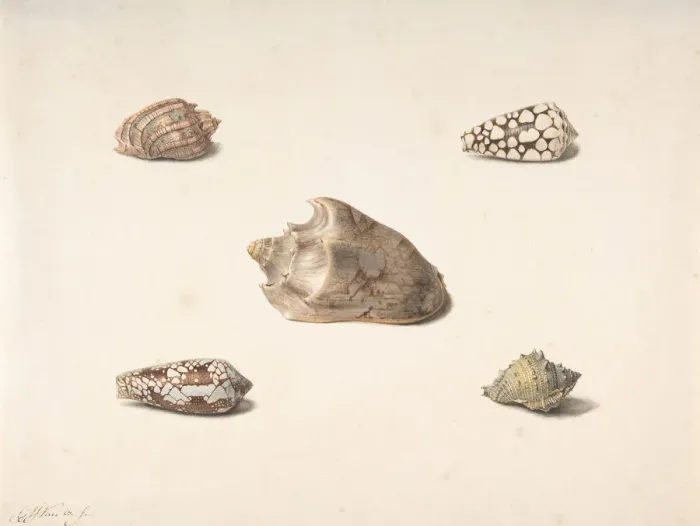 Framed Print : Five Shells, n. d Creator: Georgius Jacobus Johannes van Os Framed Print : Five Shells, n. d Creator: Georgius Jacobus Johannes van Os