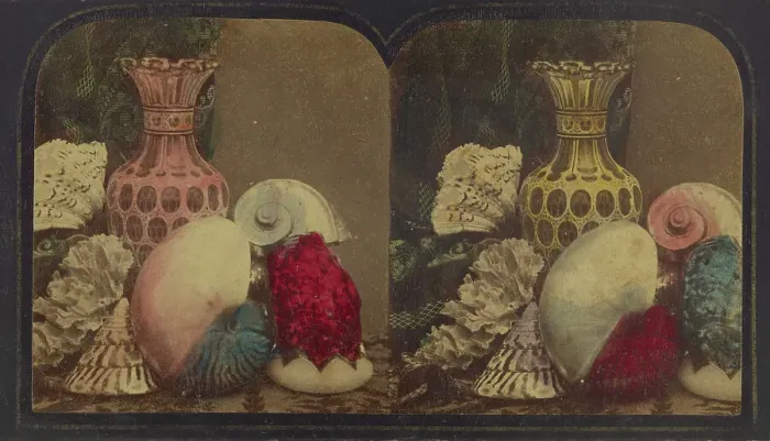 Framed Print : Shells & Vase, about 1860. Creator: London Stereoscopic & Photographic Co Framed Print : Shells & Vase, about 1860. Creator: London Stereoscopic & Photographic Co