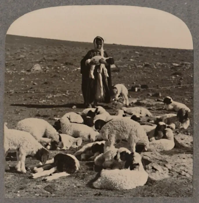 Framed Print : Shepherd and flock, c1900 Framed Print : Shepherd and flock, c1900
