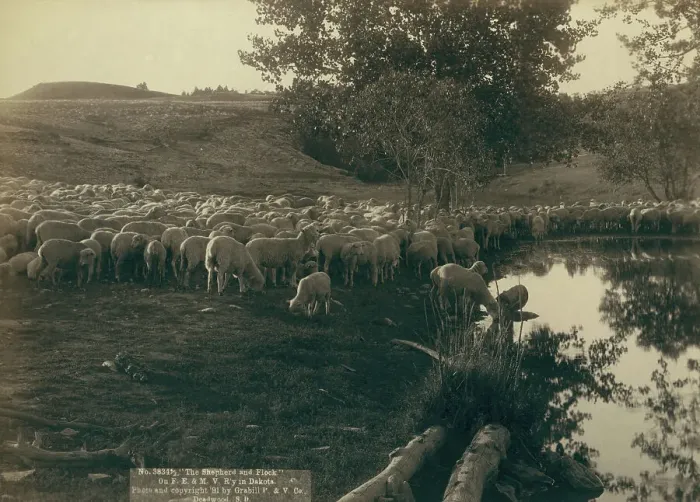Framed Print : The shepherd and flock On FE & MV R'y in Dakota, 1891. Creator: John C. H. Grabill. The shepherd and flock On FE & MV R'y in Dakota, 1891. Creator: John C. H. Grabill Framed Print : The shepherd and flock On FE & MV R'y in Dakota, 1891. Creator: John C. H. Grabill. The shepherd and flock On FE & MV R'y in Dakota, 1891. Creator: John C. H. Grabill