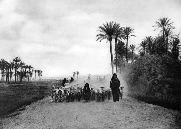 Framed Print : Shepherding sheep near Cairo, Egypt, c1920s Framed Print : Shepherding sheep near Cairo, Egypt, c1920s