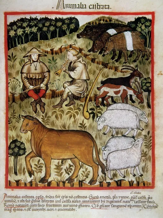 Framed Print : Shepherds and cattle, 14th century. Creator: Unknown Framed Print : Shepherds and cattle, 14th century. Creator: Unknown