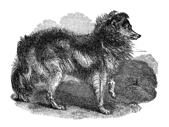 Framed Print : Shepherds dog, 1848 Framed Print : Shepherds dog, 1848
