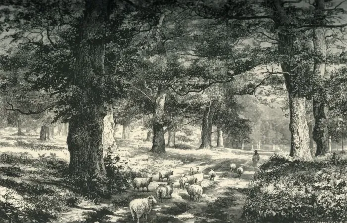 Framed Print : In Sherwood Forest, c1870 Framed Print : In Sherwood Forest, c1870
