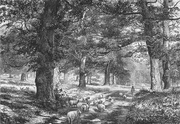 In Sherwood Forest, c1875. Creator: Josiah Wood Whymper