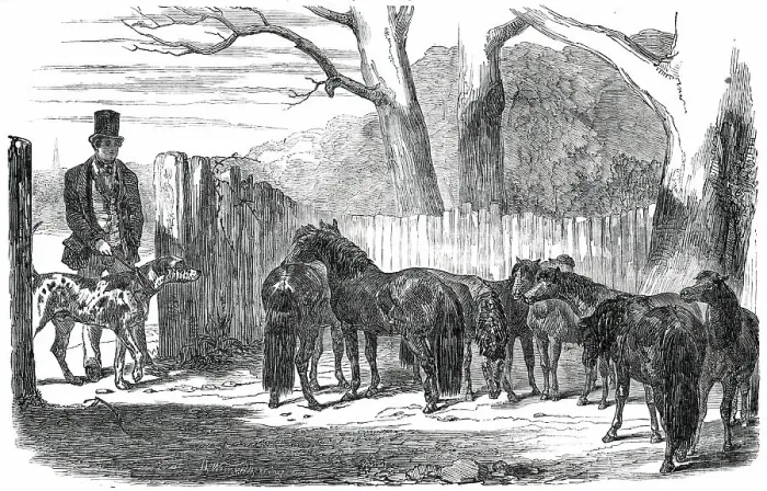Framed Print : Shetland Ponies purchased for the Pacha of Egypt, 1850. Creators: Harrison Weir, Benjamin Herring Framed Print : Shetland Ponies purchased for the Pacha of Egypt, 1850. Creators: Harrison Weir, Benjamin Herring