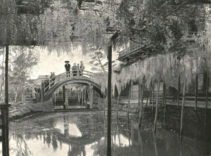 Framed Print : The Shinji-No-Ike Pond and wisteria, Kameido, Tokyo, Japan, 1895. Creator: Unknown
