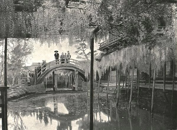 The Shinji-No-Ike Pond and wisteria, Kameido, Tokyo, Japan, 1895. Creator: Unknown