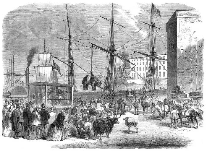 Framed Print : Shipping wild animals in the London Docks, 1864. Creator: Unknown Framed Print : Shipping wild animals in the London Docks, 1864. Creator: Unknown