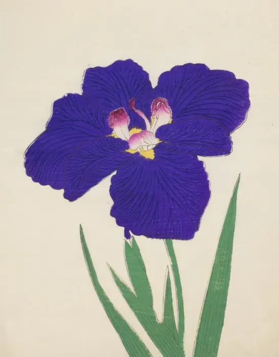 Framed Print : Shira-No-Tamoto, No. 49, 1890, (colour woodblock print) Framed Print : Shira-No-Tamoto, No. 49, 1890, (colour woodblock print)