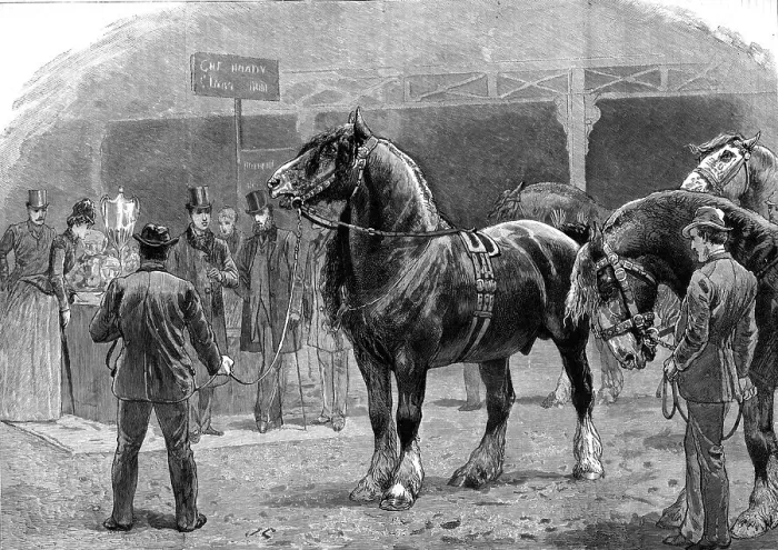 Framed Print : Show of the Shire Horse Society at the Agricultural Hall, Islington, 1886. Creator: Unknown Framed Print : Show of the Shire Horse Society at the Agricultural Hall, Islington, 1886. Creator: Unknown