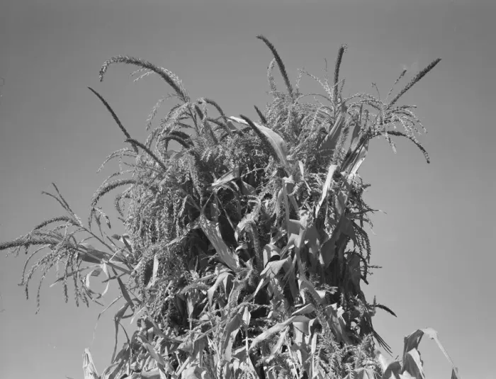Framed Print : Shocked corn in field of FSA borrower, Sunset Valley, Malheur County, Oregon, 1939. Creator: Dorothea Lange